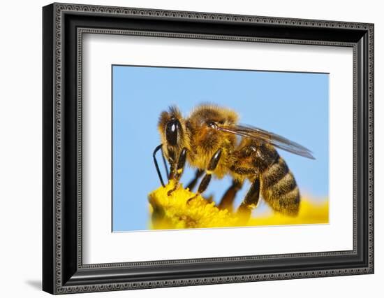 Detail Of Honeybee-Daniel Prudek-Framed Photographic Print