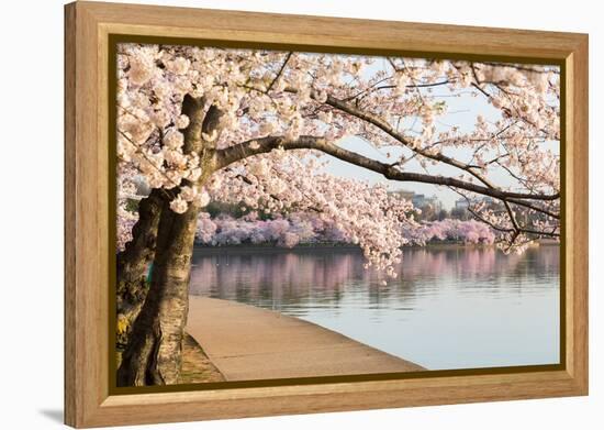 Detail of Japanese Cherry Blossom Flowers-BackyardProductions-Framed Premier Image Canvas