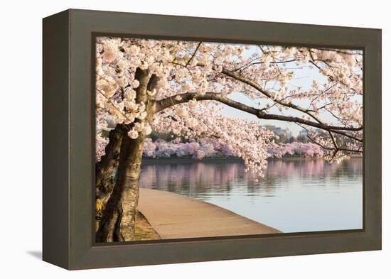 Detail of Japanese Cherry Blossom Flowers-BackyardProductions-Framed Premier Image Canvas