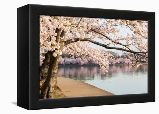 Detail of Japanese Cherry Blossom Flowers-BackyardProductions-Framed Premier Image Canvas