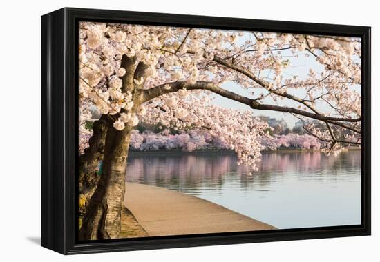 Detail of Japanese Cherry Blossom Flowers-BackyardProductions-Framed Premier Image Canvas