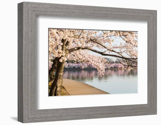 Detail of Japanese Cherry Blossom Flowers-BackyardProductions-Framed Photographic Print