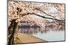 Detail of Japanese Cherry Blossom Flowers-BackyardProductions-Mounted Photographic Print