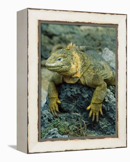 Detail of Land Iguana on Volcanic Rock, Galapagos Islands, Ecuador-Jim Zuckerman-Framed Premier Image Canvas