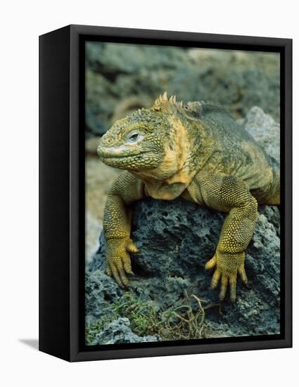 Detail of Land Iguana on Volcanic Rock, Galapagos Islands, Ecuador-Jim Zuckerman-Framed Premier Image Canvas