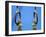 Detail of Male Gymnast Competing on the Rings, Athens, Greece-Steven Sutton-Framed Photographic Print