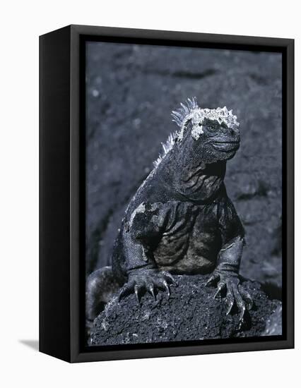 Detail of Marine Iguana on Volcanic Rock, Galapagos Islands, Ecuador-Jim Zuckerman-Framed Premier Image Canvas