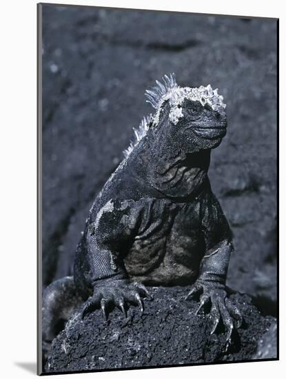 Detail of Marine Iguana on Volcanic Rock, Galapagos Islands, Ecuador-Jim Zuckerman-Mounted Photographic Print