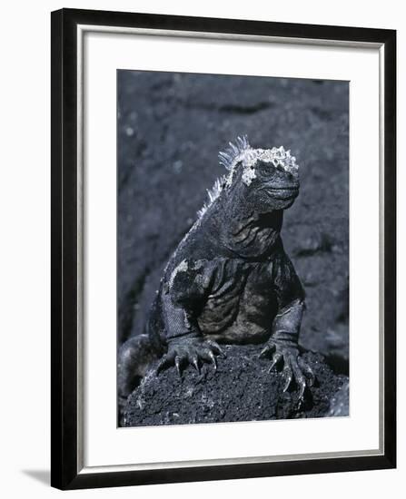 Detail of Marine Iguana on Volcanic Rock, Galapagos Islands, Ecuador-Jim Zuckerman-Framed Photographic Print