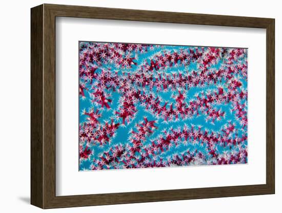 Detail of octo coral polyps from Sea fan, Indonesia-Magnus Lundgren-Framed Photographic Print