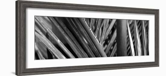 Detail of Palm Leaves, Hawaii Islands, Hawaii, USA-null-Framed Photographic Print