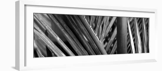 Detail of Palm Leaves, Hawaii Islands, Hawaii, USA-null-Framed Photographic Print