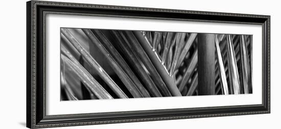 Detail of Palm Leaves, Hawaii Islands, Hawaii, USA-null-Framed Photographic Print