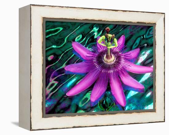 Detail of Passion Flower on Stained Glass, Alpharetta, Georgia, USA-Charles R. Needle-Framed Premier Image Canvas