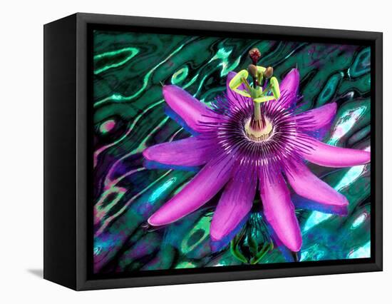 Detail of Passion Flower on Stained Glass, Alpharetta, Georgia, USA-Charles R. Needle-Framed Premier Image Canvas