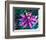 Detail of Passion Flower on Stained Glass, Alpharetta, Georgia, USA-Charles R. Needle-Framed Photographic Print