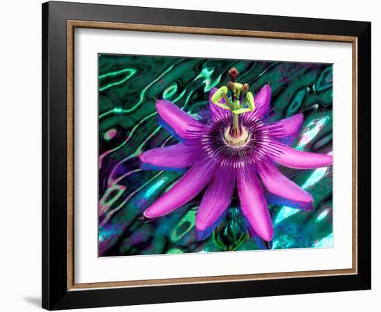 Detail of Passion Flower on Stained Glass, Alpharetta, Georgia, USA-Charles R. Needle-Framed Photographic Print