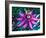 Detail of Passion Flower on Stained Glass, Alpharetta, Georgia, USA-Charles R. Needle-Framed Photographic Print