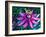 Detail of Passion Flower on Stained Glass, Alpharetta, Georgia, USA-Charles R. Needle-Framed Photographic Print