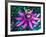 Detail of Passion Flower on Stained Glass, Alpharetta, Georgia, USA-Charles R. Needle-Framed Photographic Print