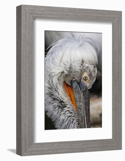 Detail of Pelican Face-Cindy Miller Hopkins-Framed Photographic Print