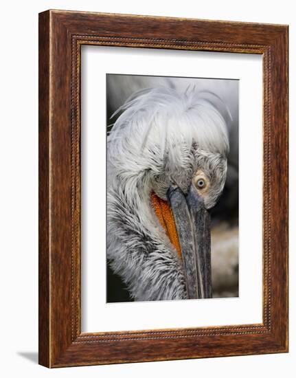 Detail of Pelican Face-Cindy Miller Hopkins-Framed Photographic Print