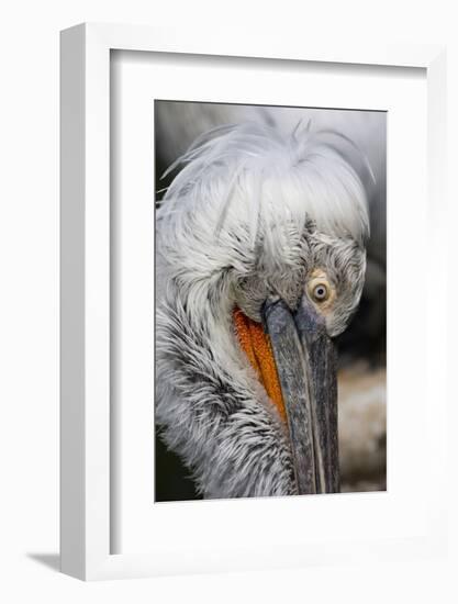 Detail of Pelican Face-Cindy Miller Hopkins-Framed Photographic Print