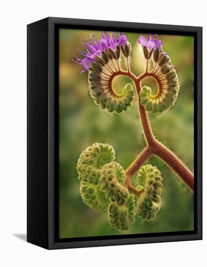 Detail of Phacelia Plant in Bloom, Death Valley National Park, California, USA-Dennis Flaherty-Framed Premier Image Canvas