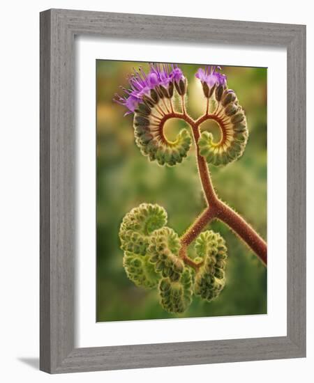 Detail of Phacelia Plant in Bloom, Death Valley National Park, California, USA-Dennis Flaherty-Framed Photographic Print