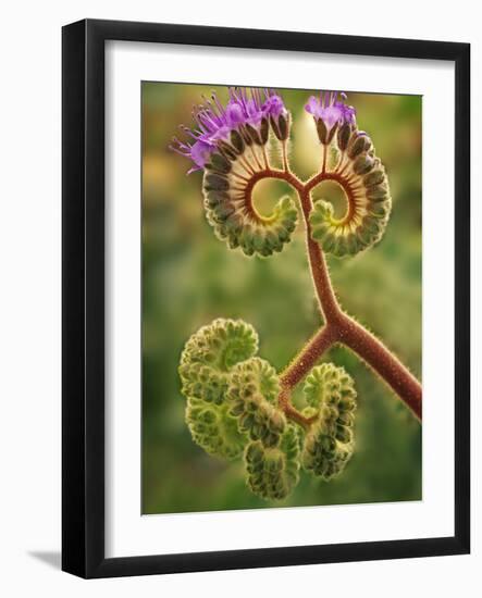 Detail of Phacelia Plant in Bloom, Death Valley National Park, California, USA-Dennis Flaherty-Framed Photographic Print