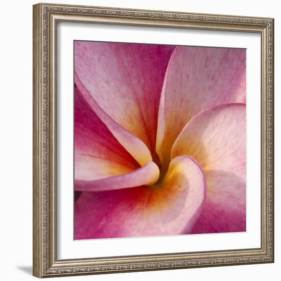 Detail of Plumeria at Molokai Plumerias, Molokai, Hawaii, USA-Bruce Behnke-Framed Photographic Print