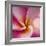 Detail of Plumeria at Molokai Plumerias, Molokai, Hawaii, USA-Bruce Behnke-Framed Photographic Print