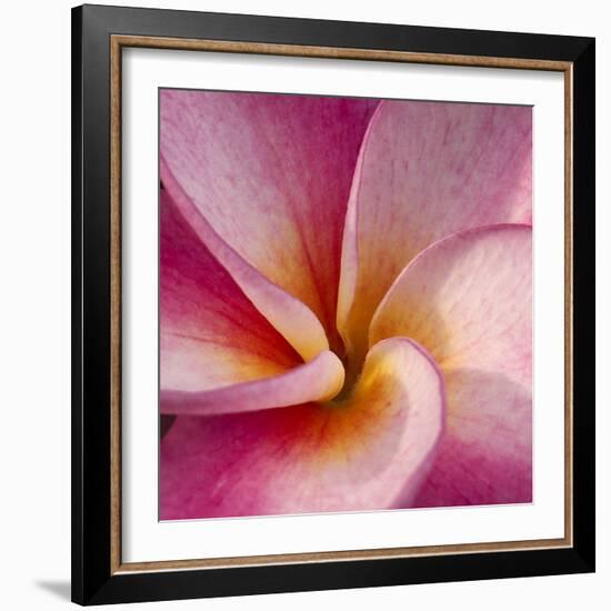 Detail of Plumeria at Molokai Plumerias, Molokai, Hawaii, USA-Bruce Behnke-Framed Photographic Print