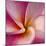 Detail of Plumeria at Molokai Plumerias, Molokai, Hawaii, USA-Bruce Behnke-Mounted Photographic Print