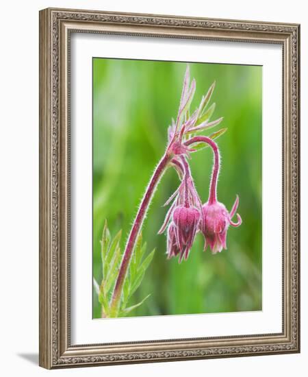 Detail of Prairie Smoke or Long-Plumed Avens Flower Buds, Sawtooth Mountains, Idaho, USA-Dennis Flaherty-Framed Photographic Print