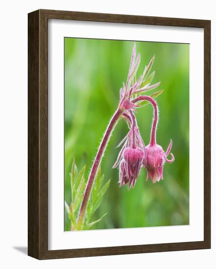 Detail of Prairie Smoke or Long-Plumed Avens Flower Buds, Sawtooth Mountains, Idaho, USA-Dennis Flaherty-Framed Photographic Print