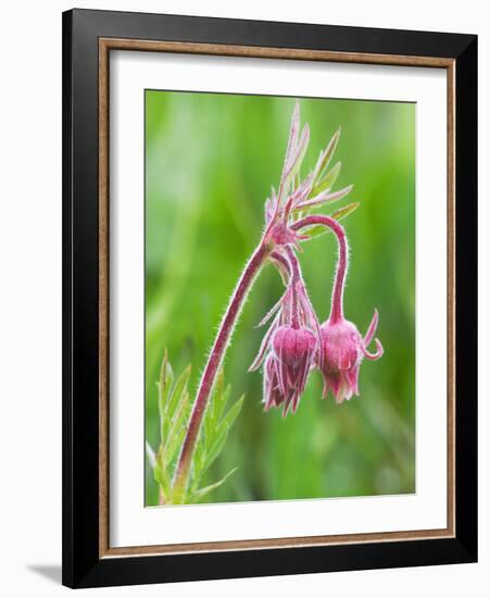 Detail of Prairie Smoke or Long-Plumed Avens Flower Buds, Sawtooth Mountains, Idaho, USA-Dennis Flaherty-Framed Photographic Print