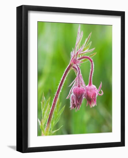 Detail of Prairie Smoke or Long-Plumed Avens Flower Buds, Sawtooth Mountains, Idaho, USA-Dennis Flaherty-Framed Photographic Print