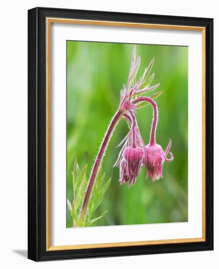 Detail of Prairie Smoke or Long-Plumed Avens Flower Buds, Sawtooth Mountains, Idaho, USA-Dennis Flaherty-Framed Photographic Print