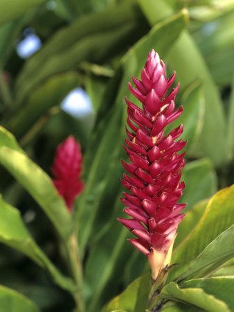Detail Of Red Ginger Flower New Caledonia Photographic Print Holger Leue Art Com