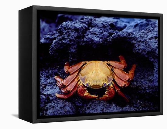 Detail of Sally Lightfoot Crab on Black Lava, Galapagos Islands, Ecuador-Jim Zuckerman-Framed Premier Image Canvas