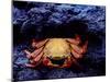 Detail of Sally Lightfoot Crab on Black Lava, Galapagos Islands, Ecuador-Jim Zuckerman-Mounted Photographic Print