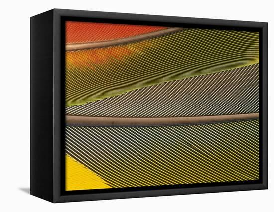 Detail of Scarlet Macaw Feathers-Stuart Westmorland-Framed Premier Image Canvas