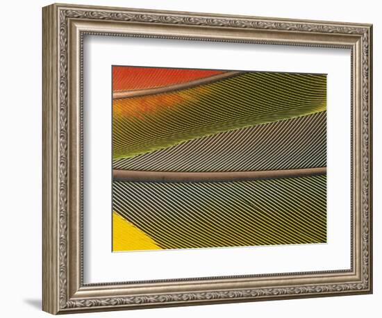 Detail of Scarlet Macaw Feathers-Stuart Westmorland-Framed Photographic Print