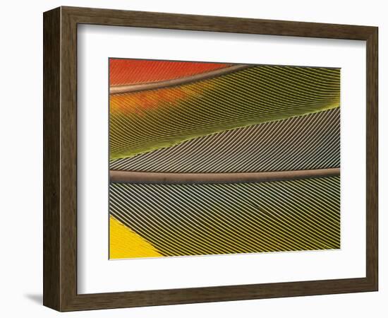 Detail of Scarlet Macaw Feathers-Stuart Westmorland-Framed Photographic Print