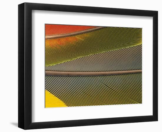 Detail of Scarlet Macaw Feathers-Stuart Westmorland-Framed Photographic Print