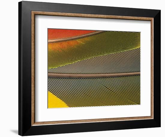 Detail of Scarlet Macaw Feathers-Stuart Westmorland-Framed Photographic Print