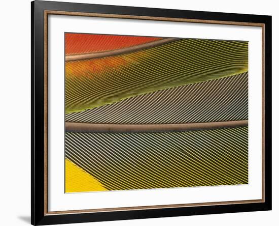 Detail of Scarlet Macaw Feathers-Stuart Westmorland-Framed Photographic Print