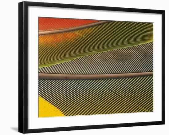 Detail of Scarlet Macaw Feathers-Stuart Westmorland-Framed Photographic Print