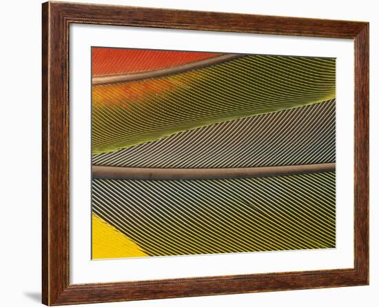 Detail of Scarlet Macaw Feathers-Stuart Westmorland-Framed Photographic Print